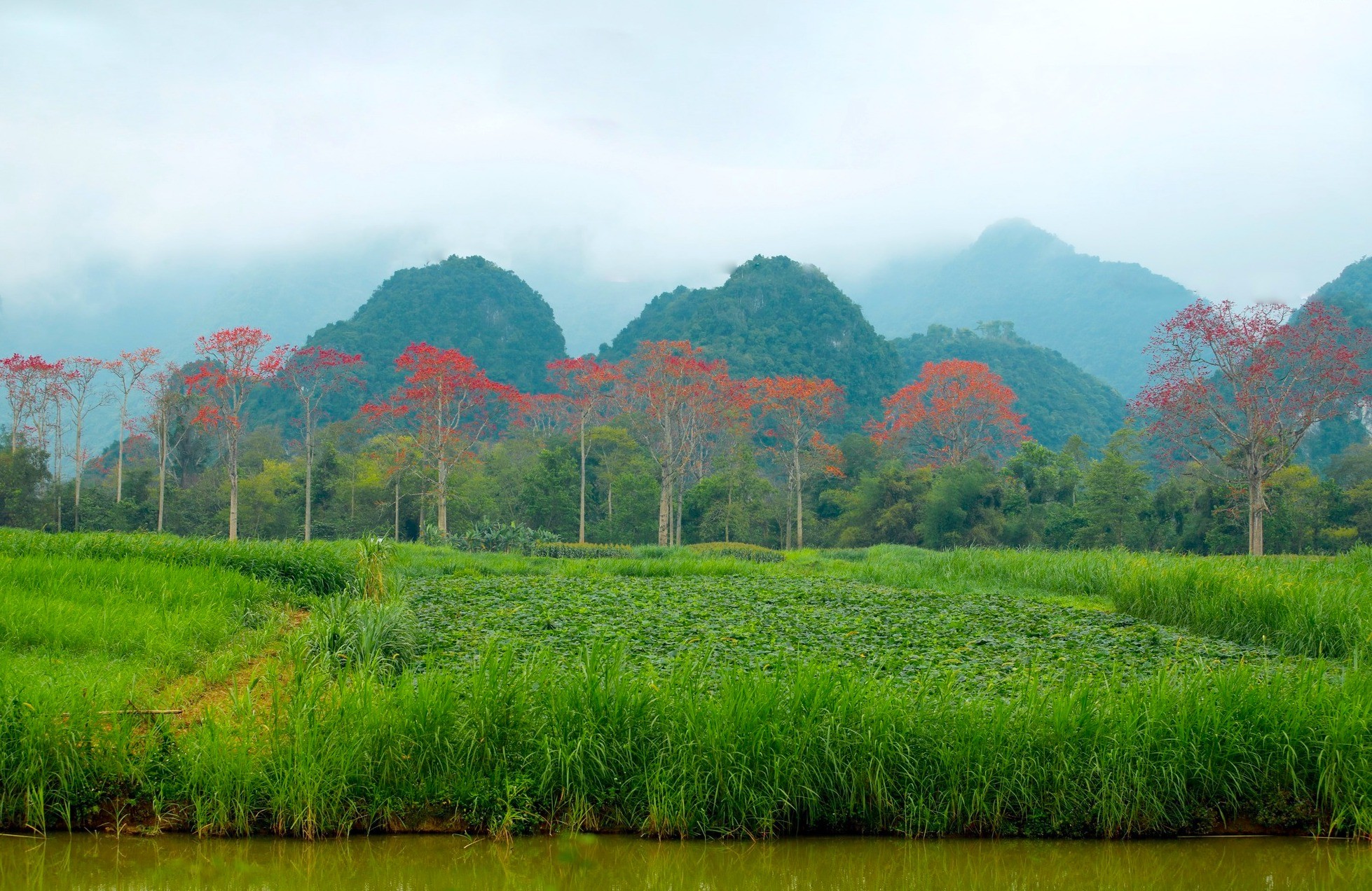 Đẹp nao lòng những chùm hoa gạo đỏ rực vùng quê xứ Nghệ ảnh 1