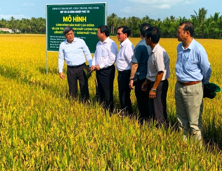 Đoàn công tác Bộ Nông nghiệp và Phát triển Nông thôn khảo sát tại đồng lúa HTX Phát Tài sử dụng NPK Phú Mỹ.