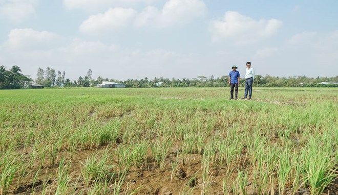 Hàng nghìn ha lúa ở Sóc Trăng có nguy cơ thiệt hại do thiếu nước ngọt