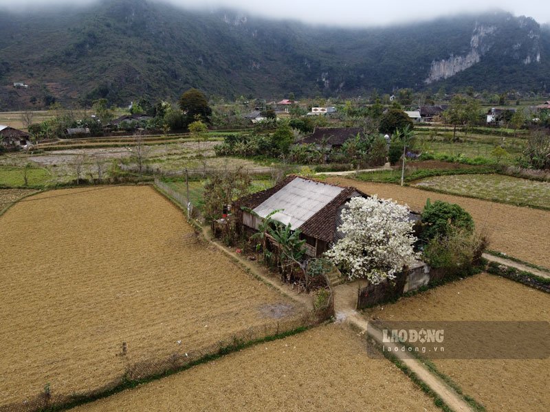 Những cành hoa lê trắng tinh khôi trong làn sương sớm của vùng cao, hay khẽ đung đưa trong gió chiều tà mang lại trải nghiệm thú vị đối với ai đặt chân đến nơi đây.