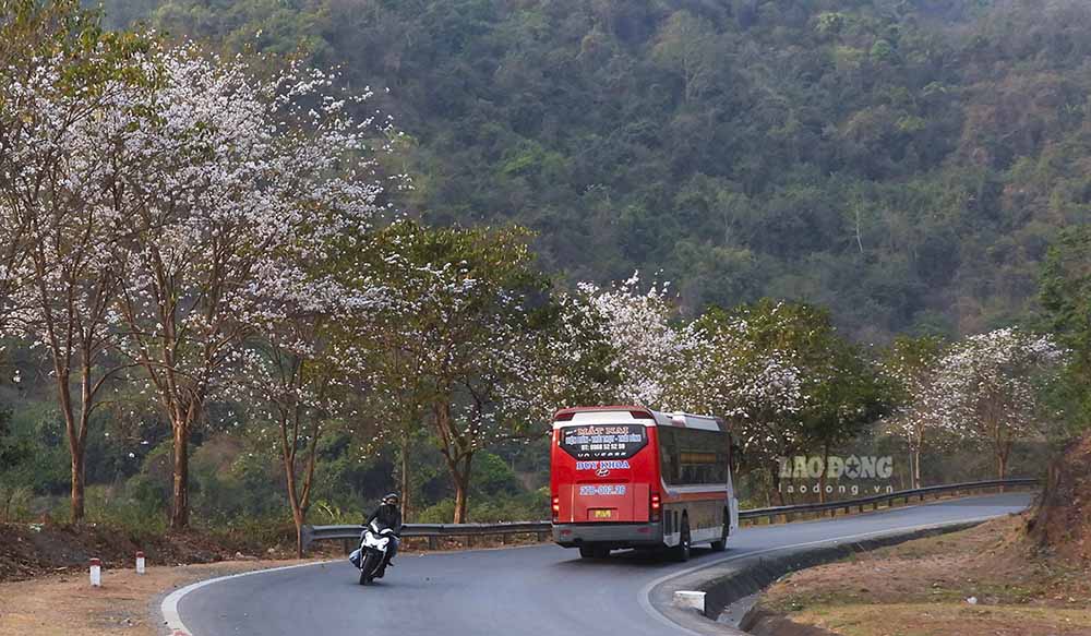 Đến Điện Biên trong những ngày này, du khách được thả hồn trên những cung đường quanh co, thơ mộng và được tô điểm bởi một màu trắng muốt hoa ban.