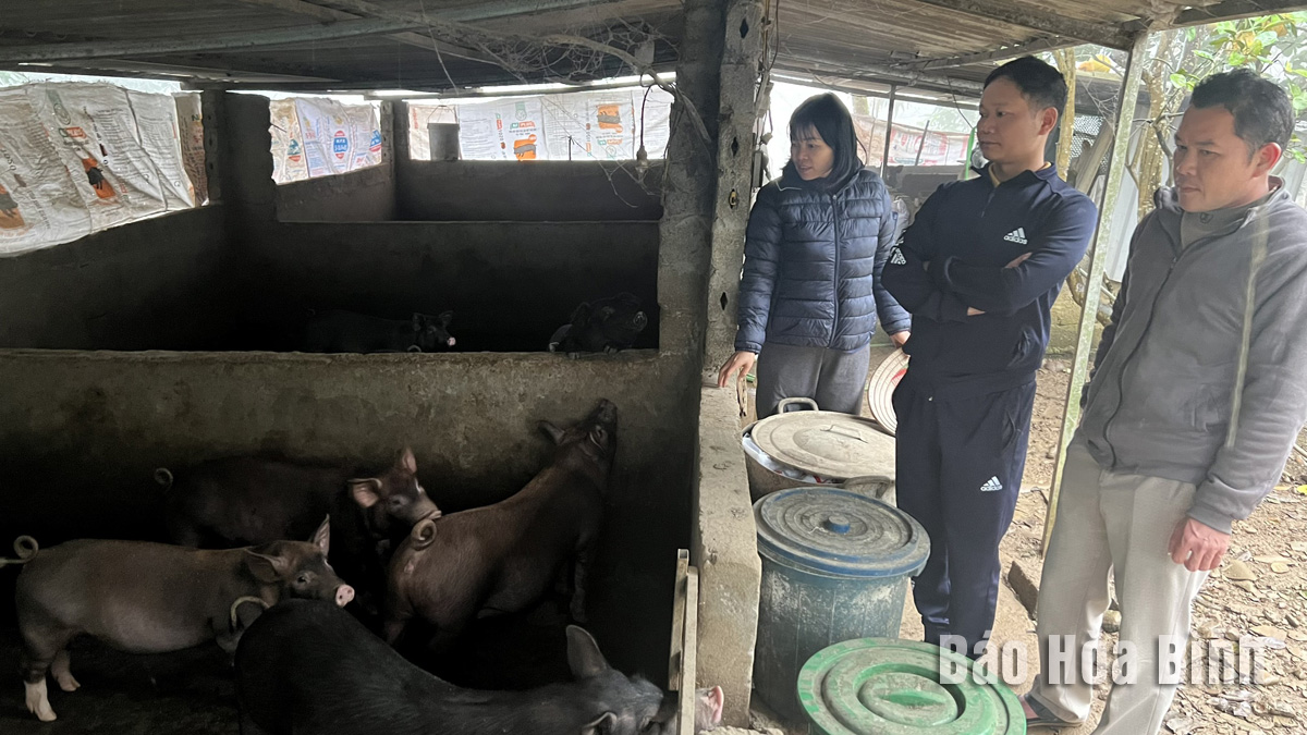 Con đặc sản này đang nuôi thành công ở Hòa Bình, trông hơi xấu mà hễ nói bán là đắt như tôm tươi- Ảnh 2.