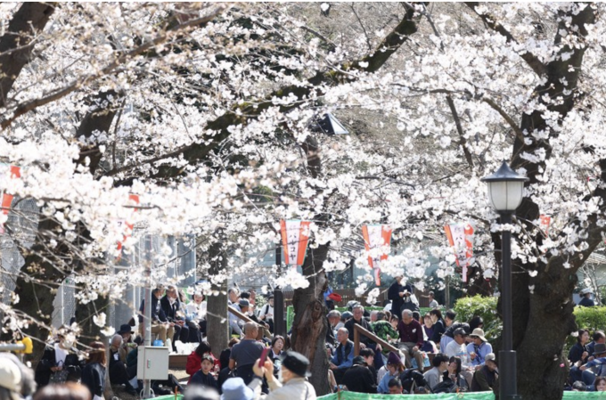 Người dân ngắm hoa anh đào ở công viên Ueno, Tokyo, tháng 3/2023. Ảnh: Mainichi