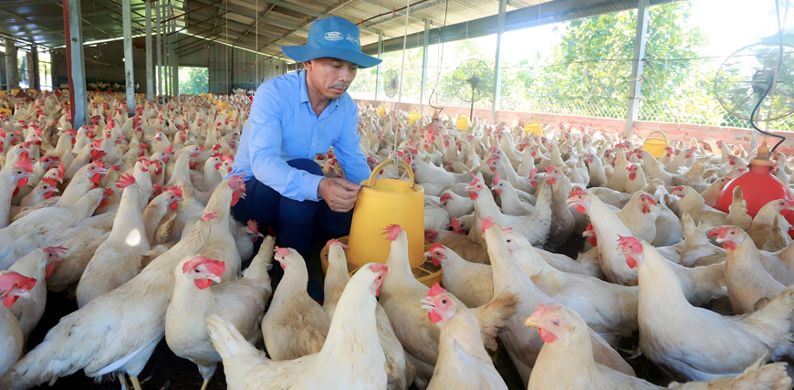 Nông dân Vĩnh Phúc khởi nghiệp thành công nhờ vốn ưu đãi Ngân hàng Chính sách xã hội- Ảnh 1.