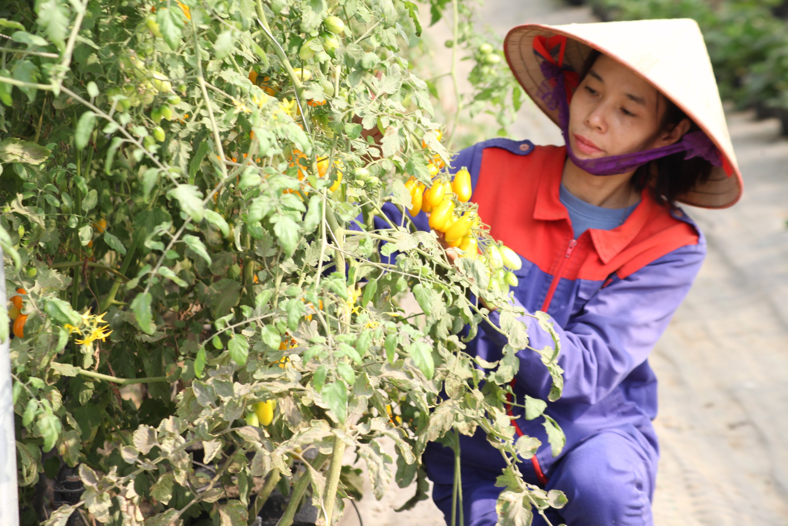 Nông dân Vĩnh Phúc sản xuất nông nghiệp an toàn, nông thôn mới thêm xanh - sạch - đẹp- Ảnh 1.