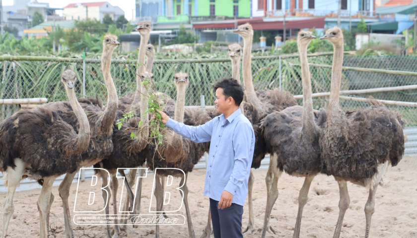 Nuôi loài chim khổng lồ chả biết bay mà chạy nhanh hơn ngựa, ông nông dân Thái Bình tự trả lương cao
- Ảnh 1.