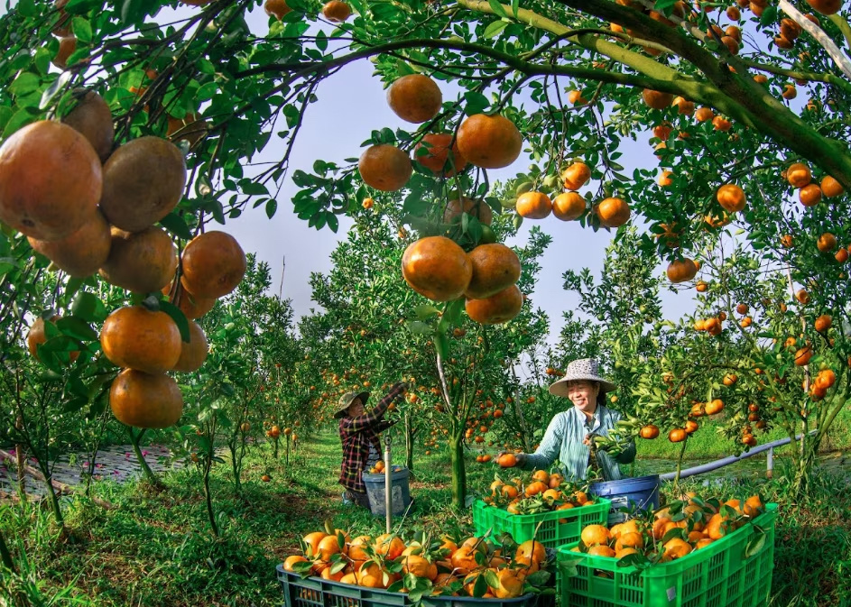 Tác phẩm “Được mùa quýt hồng” của tác giả Hiếu Minh Vũ tham gia cuộc thi Việt Nam hạnh phúc mùa đầu tiên - Ảnh: HIẾU MINH VŨ