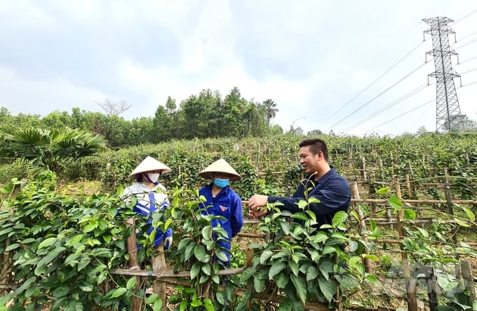 Anh Hoàng Khắc Cần (ngoài cùng bên phải), Giám đốc Công ty Cổ phần Sản phẩm thiên nhiên DK (xã Yên Ninh, huyện Phú Lương, Thái Nguyên) hướng dẫn kỹ thuật chăm sóc, thu hái cây thìa canh cho bà con. Ảnh: Đào Thanh.