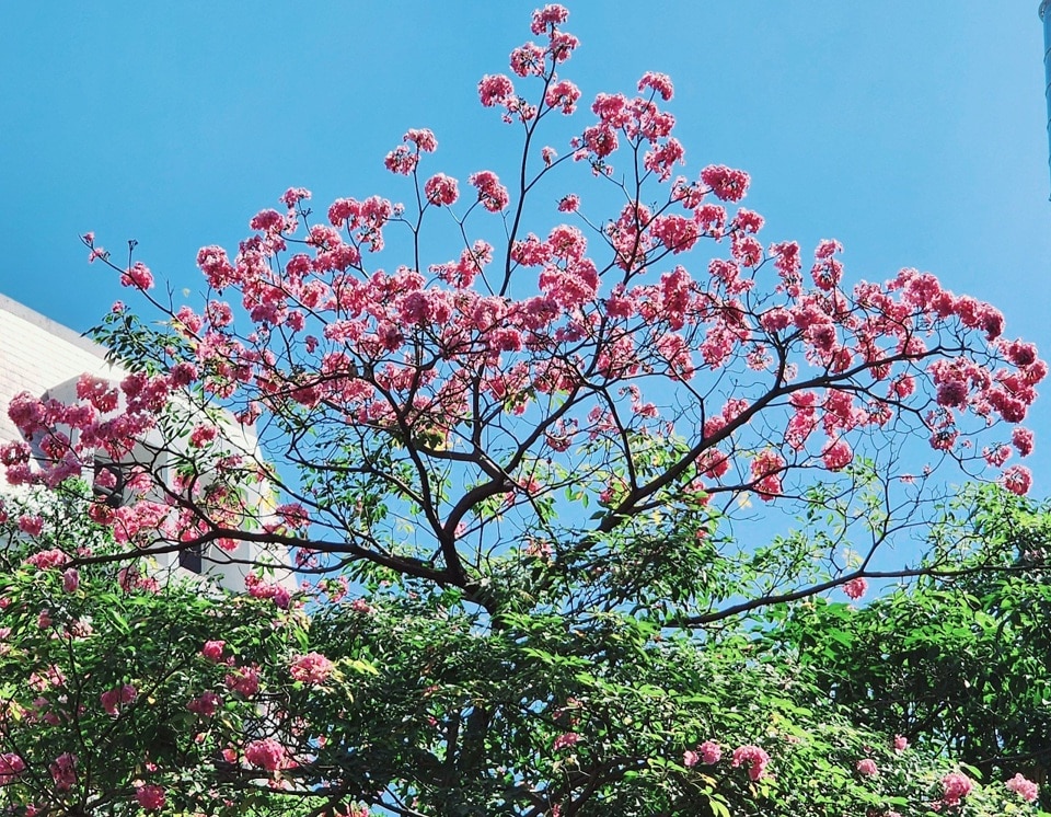 Hoa k&egrave;n hồng c&oacute; m&agrave;u hồng phớt tựa như hoa anh đ&agrave;o, h&igrave;nh d&aacute;ng giống chiếc k&egrave;n, c&aacute;nh hoa mỏng, mọc th&agrave;nh từng ch&ugrave;m khoảng từ 4 - 10 b&ocirc;ng