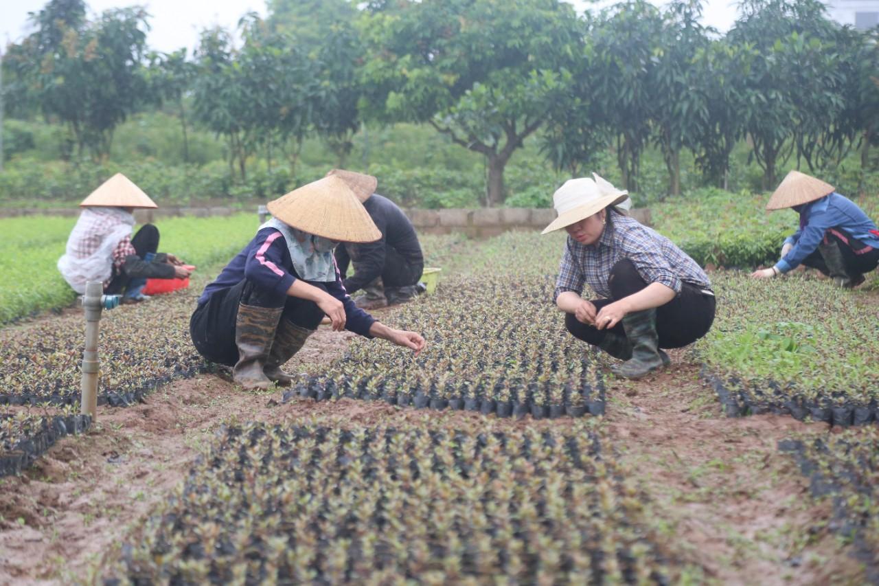 Tín dụng chính sách xã hội nâng cao quyền năng kinh tế cho phụ nữ- Ảnh 1.