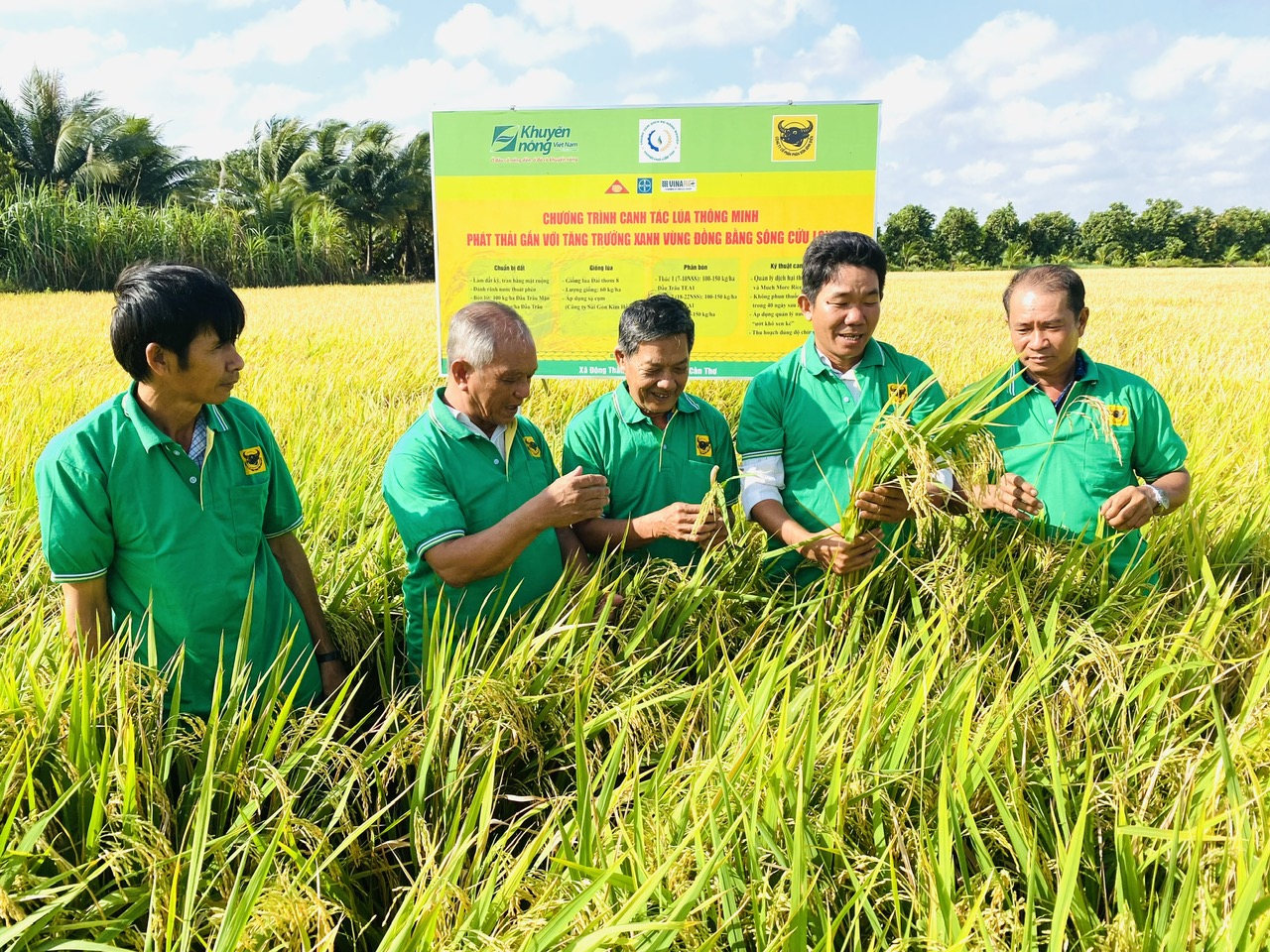 Trên đồng lúa ở Cần Thơ, nông dân áp dụng kỹ thuật 