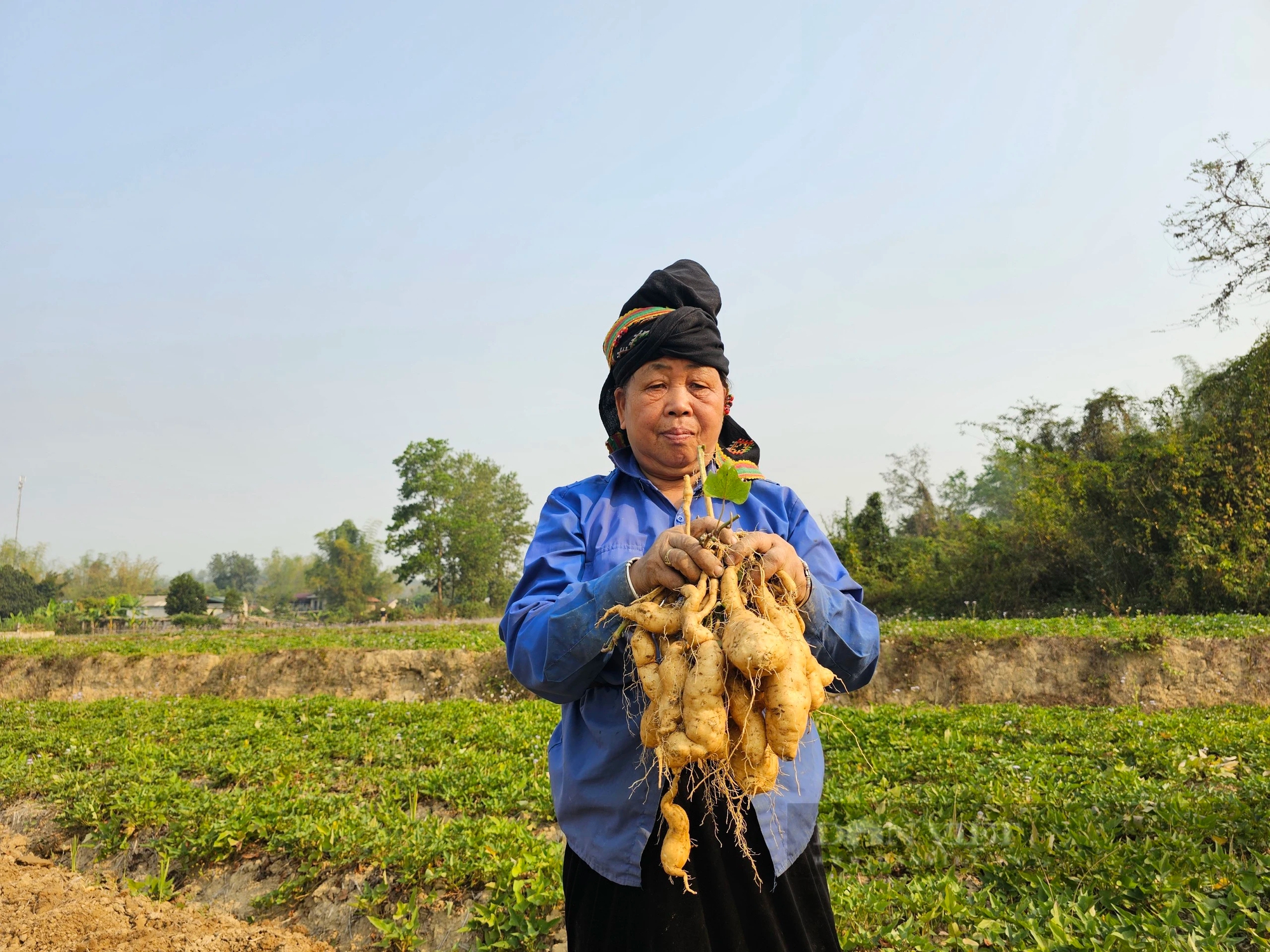 Trồng thứ khoai lang vỏ trắng, ăn bở tơi, nông dân một xã của tỉnh Điện Biên thu 120 triệu đồng/ha- Ảnh 1.