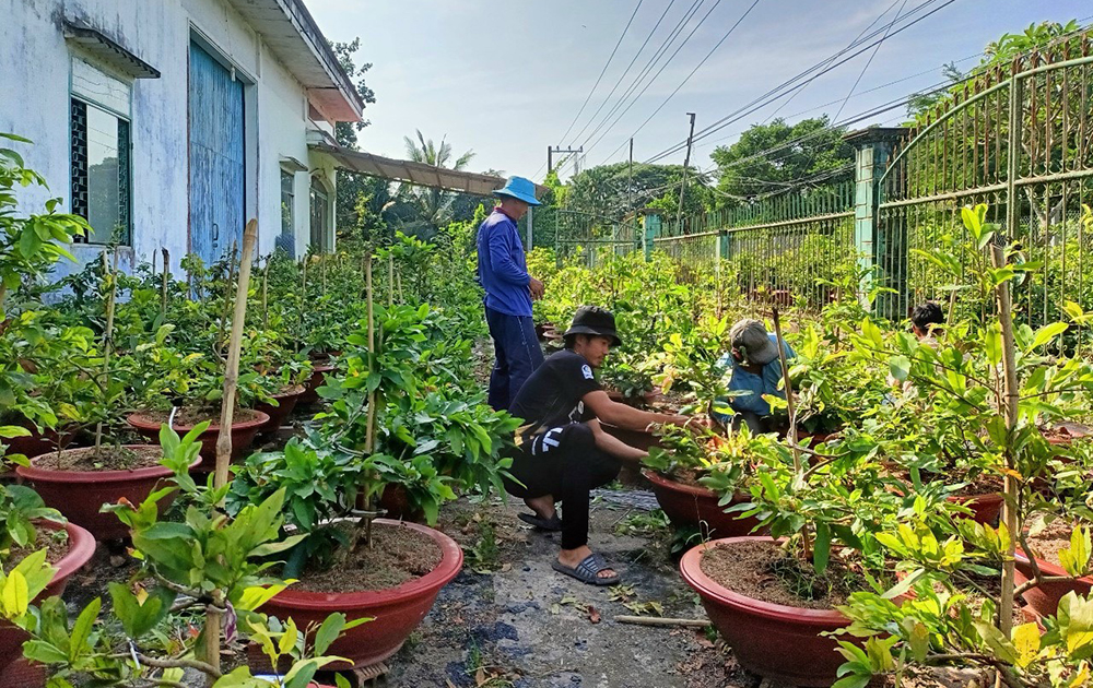 Vườn mai vàng tiền tỷ đẹp như phim ở An Giang, có loại mai vàng ra bông tới 150 cánh - Ảnh 1.