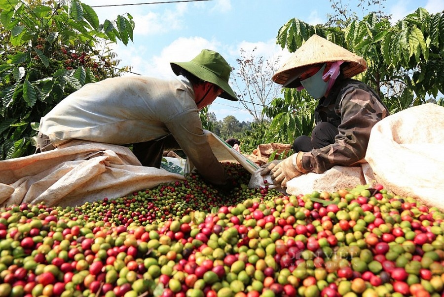 Xuất khẩu kỷ lục, cà phê vượt kim ngạch của thủy sản