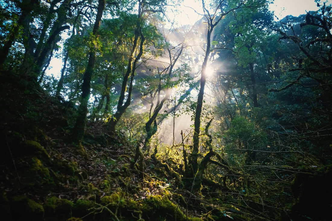 Khu rừng ma mị trên cung trekking Sa Mu - U Bò