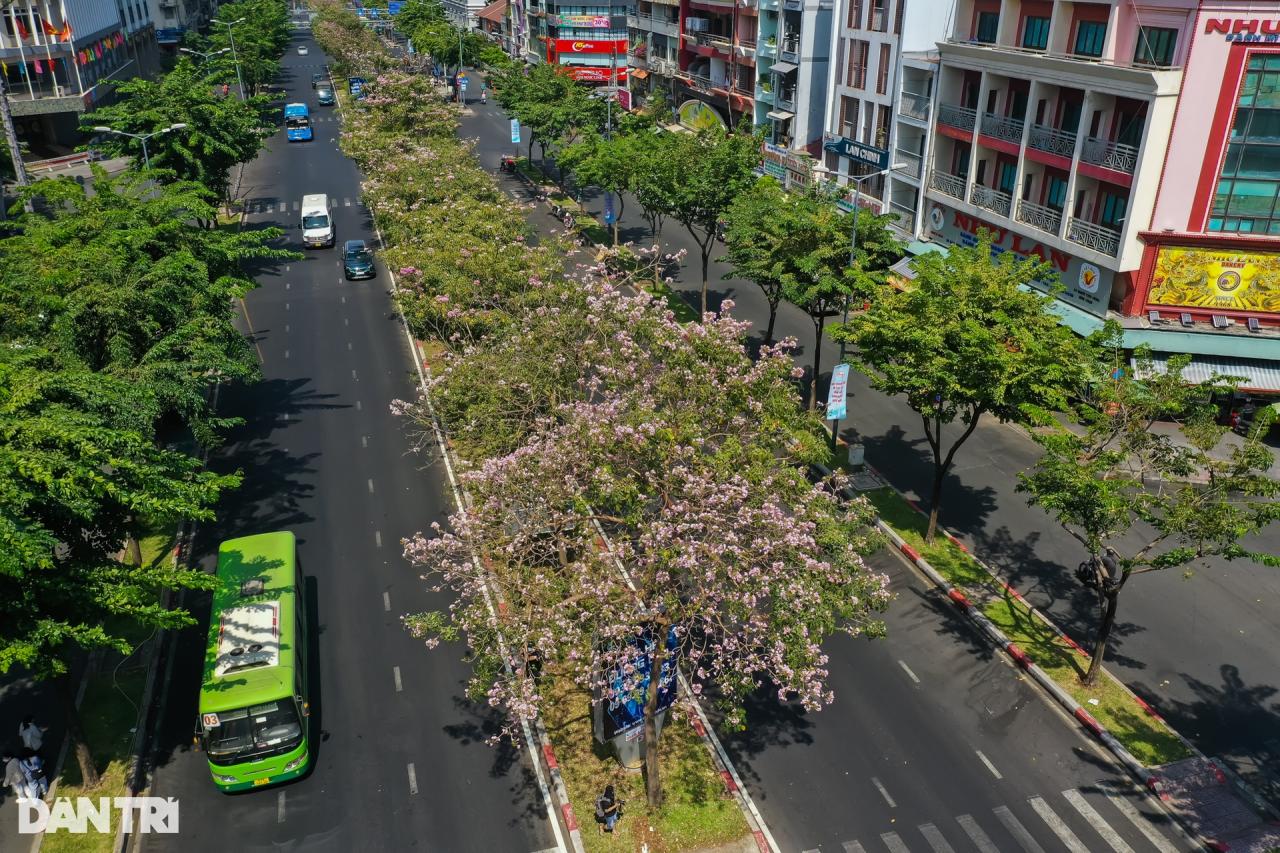 TPHCM lãng mạn dưới sắc hồng của loài hoa được ví như hoa anh đào - 7