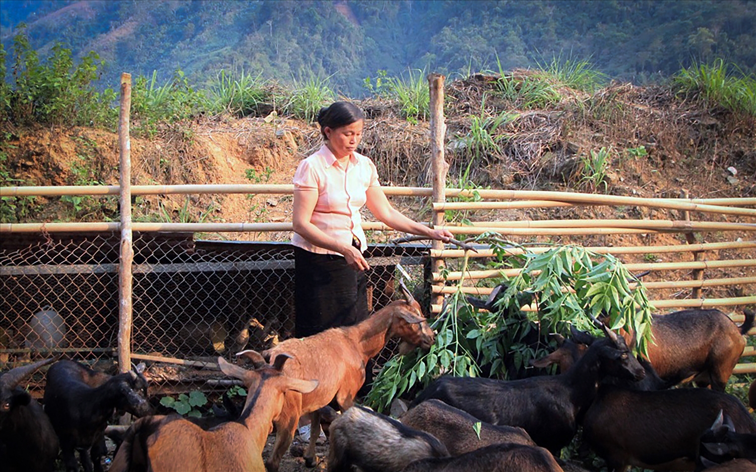 Nhờ mạnh dạn chuyển đổi mô hình kinh tế, nhiều hộ gia đình ở Nậm Cầy vươn lên làm giàu.