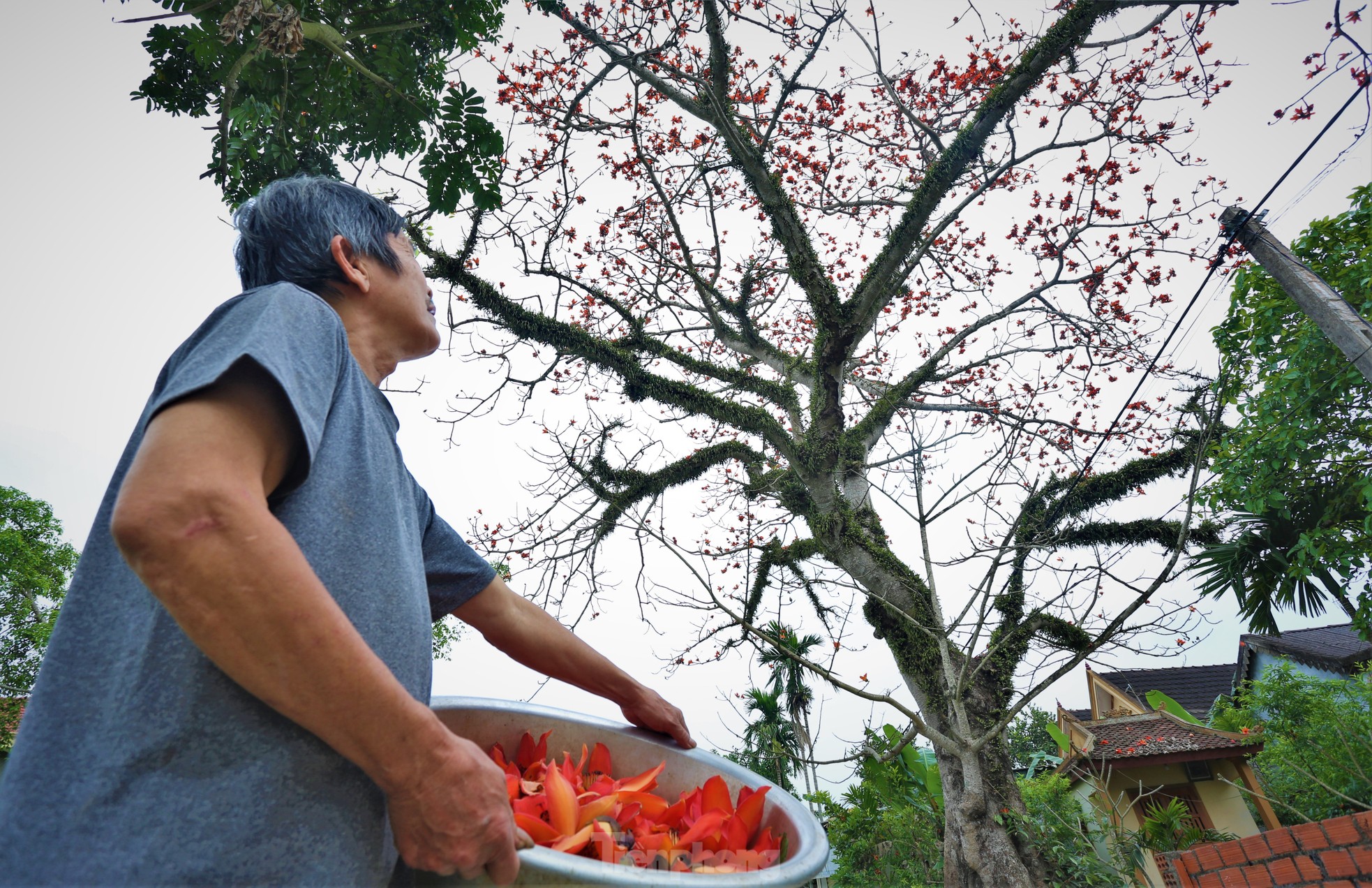 Mê mẩn những cây hoa gạo cổ thụ bung nở trên quê hương Đại thi hào Nguyễn Du ảnh 12