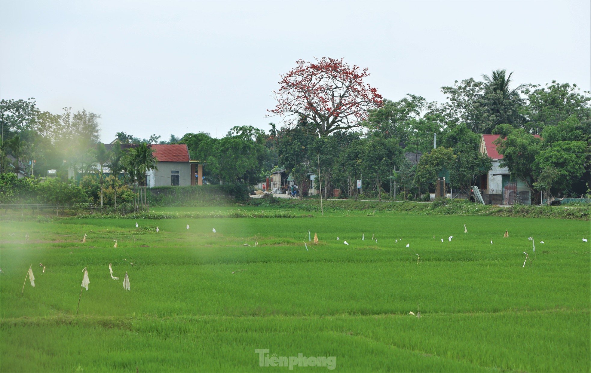 Mê mẩn những cây hoa gạo cổ thụ bung nở trên quê hương Đại thi hào Nguyễn Du ảnh 13