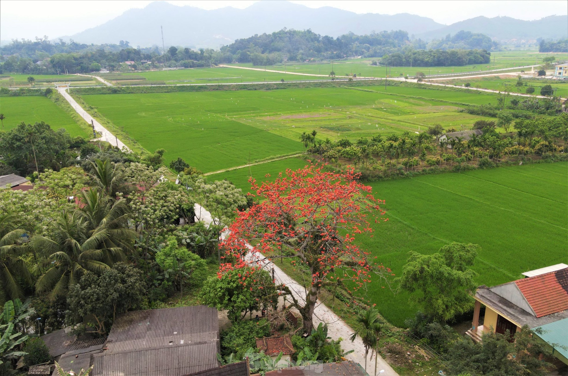 Mê mẩn những cây hoa gạo cổ thụ bung nở trên quê hương Đại thi hào Nguyễn Du ảnh 15