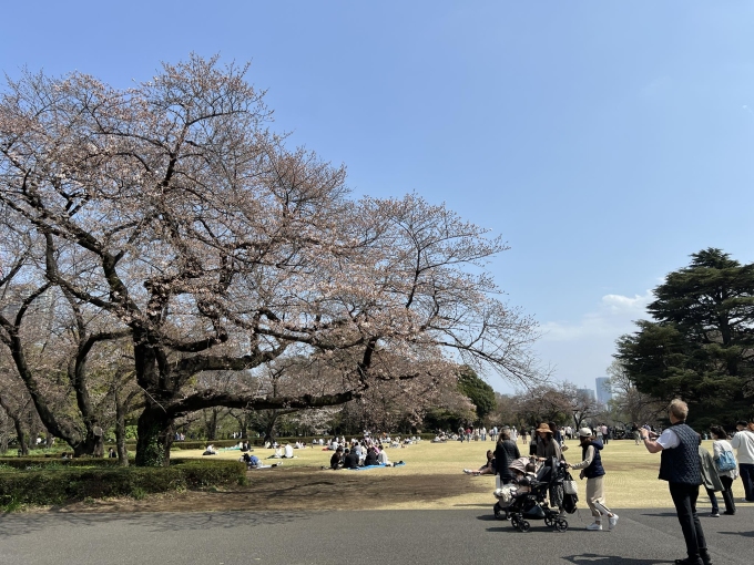 Những cây hoa anh đào ở Shinjuku Gyoen mới bắt đầu nở, dự kiến sẽ rực rỡ vào giữa tháng 4.