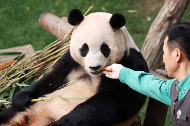 Fu Bao được chăm sóc chu đáo tại Everland - Ảnh: The Korea Times