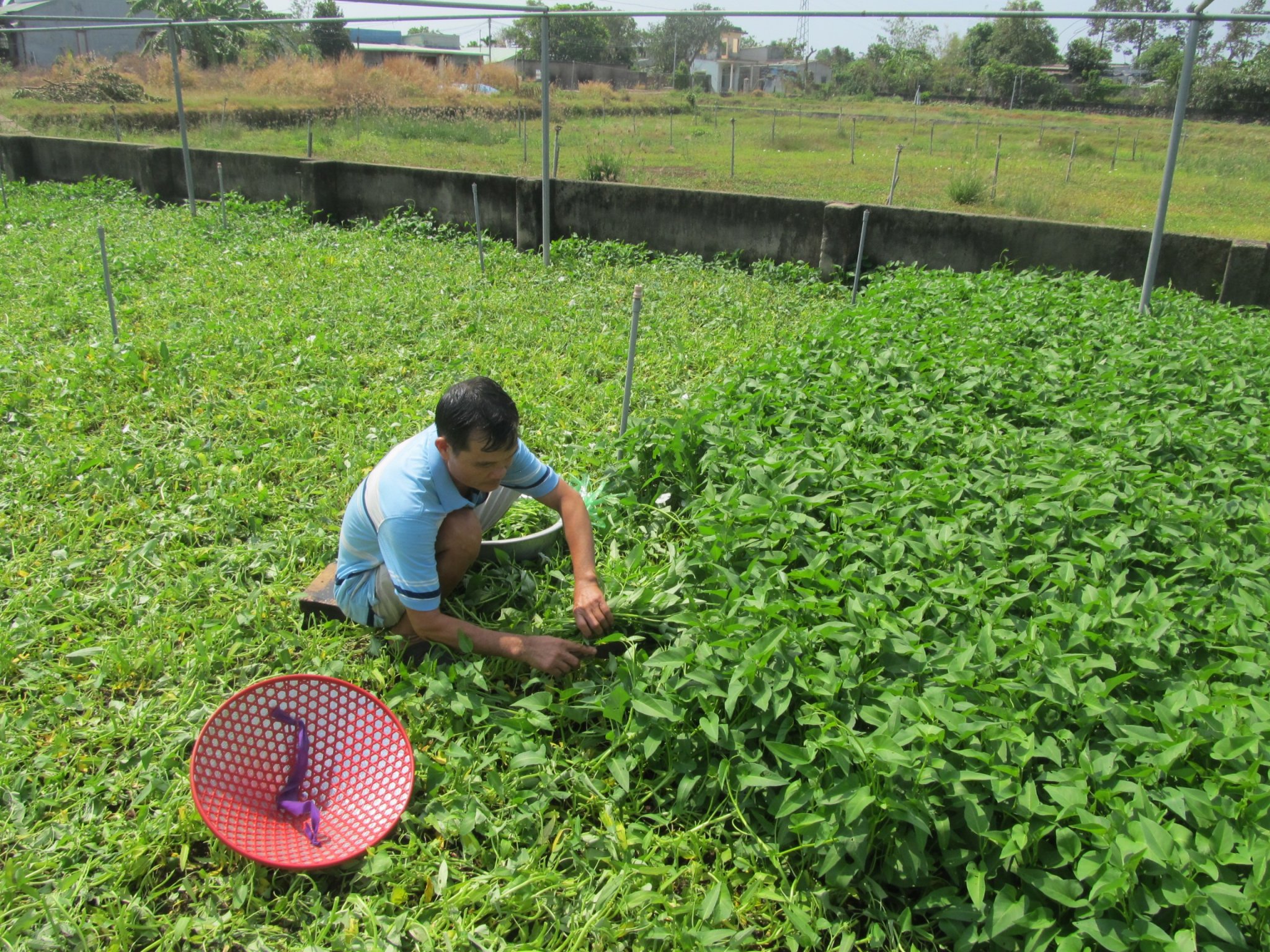 Nuôi lươn không bùn, gà Ai Cập, nhiều nông dân giỏi một xã ở Bà Rịa – Vũng Tàu là triệu phú- Ảnh 3.