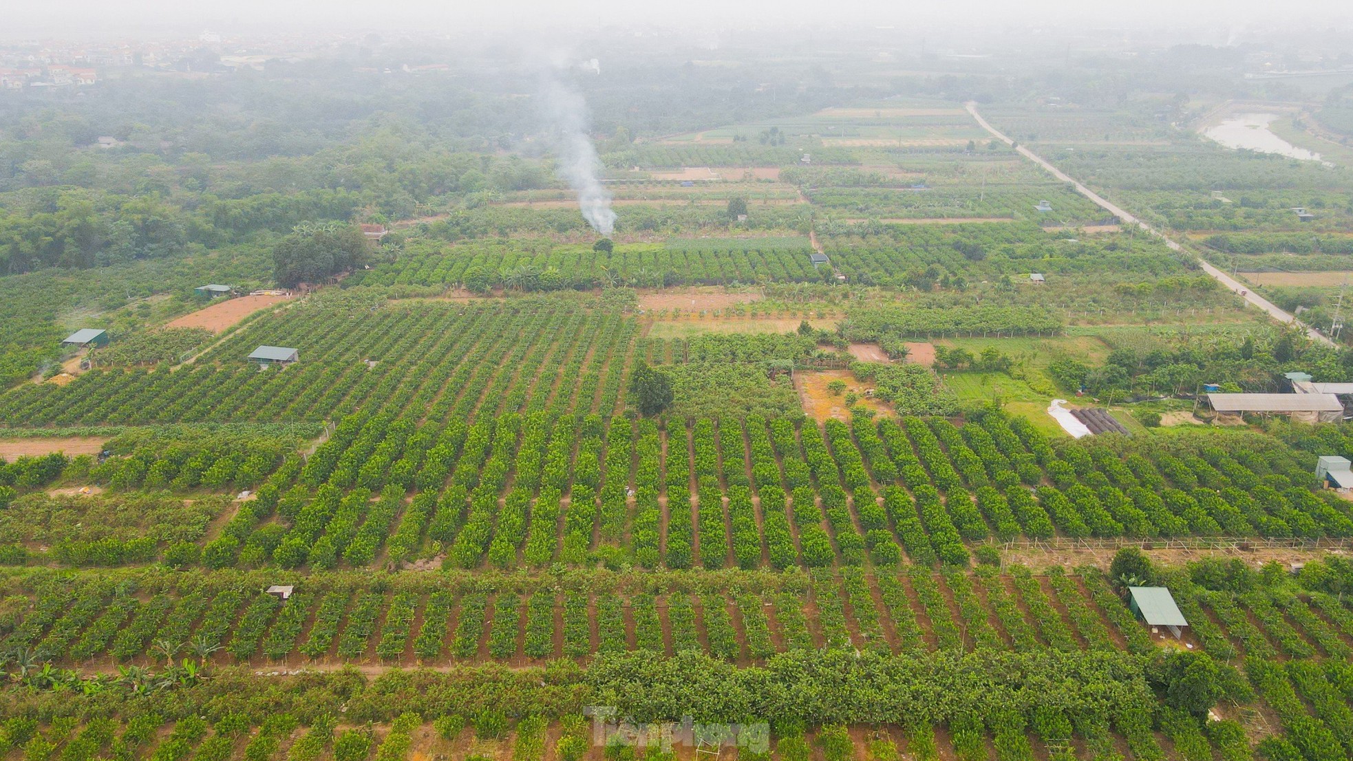 Dâu tằm vào mùa thu hoạch, chín đỏ vùng ven ngoại thành Hà Nội ảnh 14