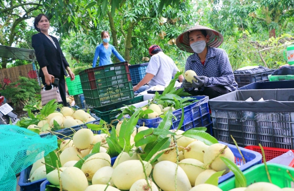 Trải nghiệm thu hoạch xo&agrave;i tại c&aacute;c điểm tham quan vườn xo&agrave;i. (Ảnh PV)