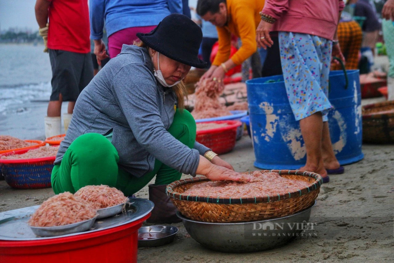 Trúng cả tấn ruốc biển, ngư dân Đà Nẵng thu tiền triệu mỗi ngày- Ảnh 7.