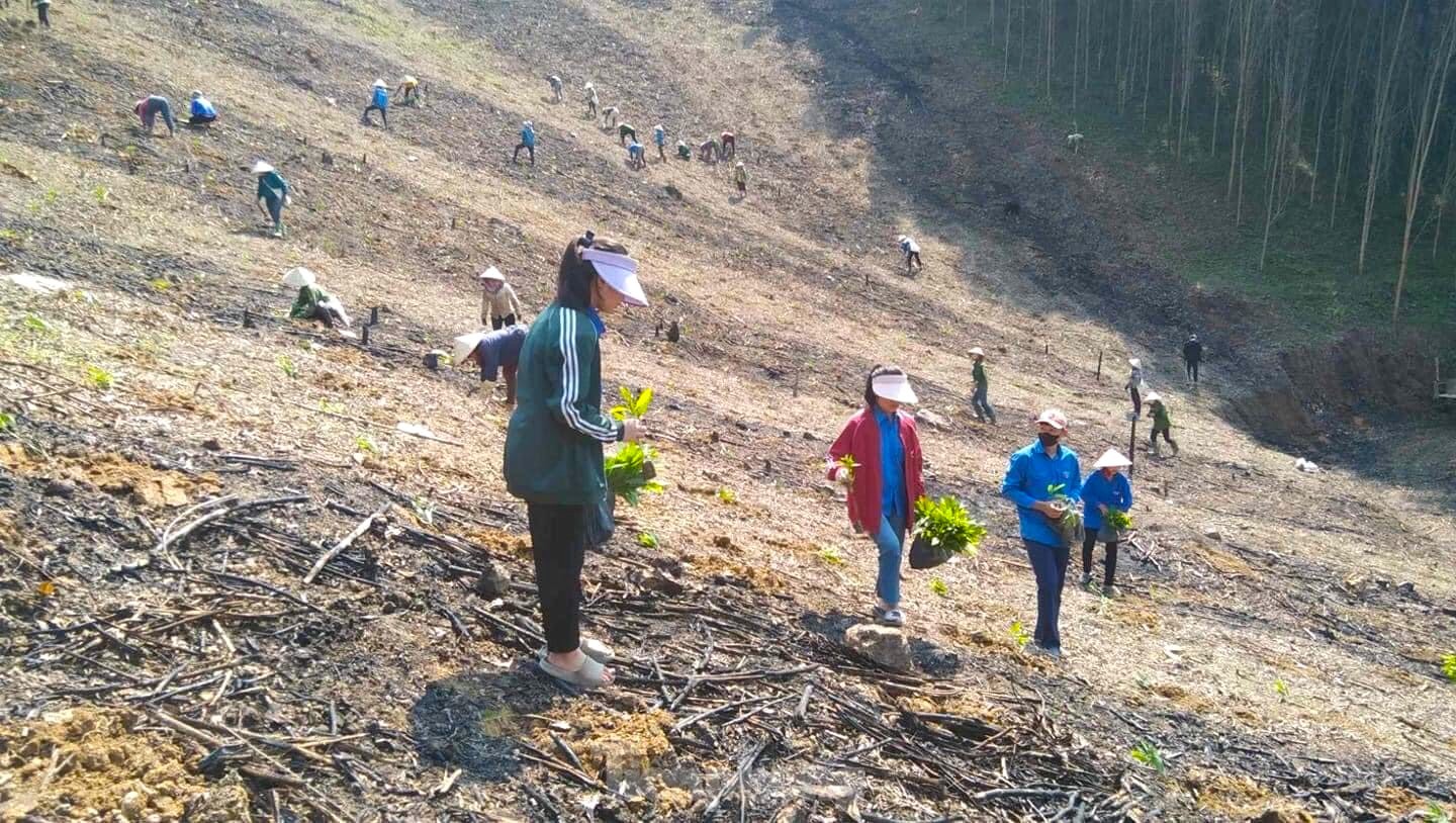 Đoàn viên thanh niên giúp gia đình khó khăn trồng hàng vạn cây trên rừng ảnh 3