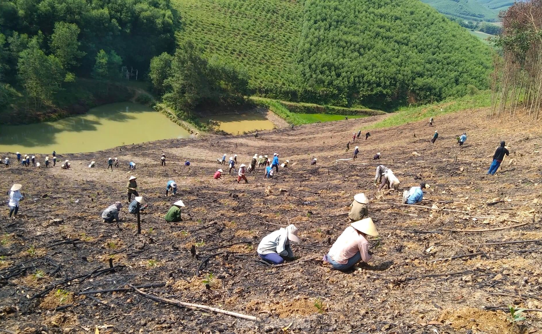 Đoàn viên thanh niên giúp gia đình khó khăn trồng hàng vạn cây trên rừng ảnh 2