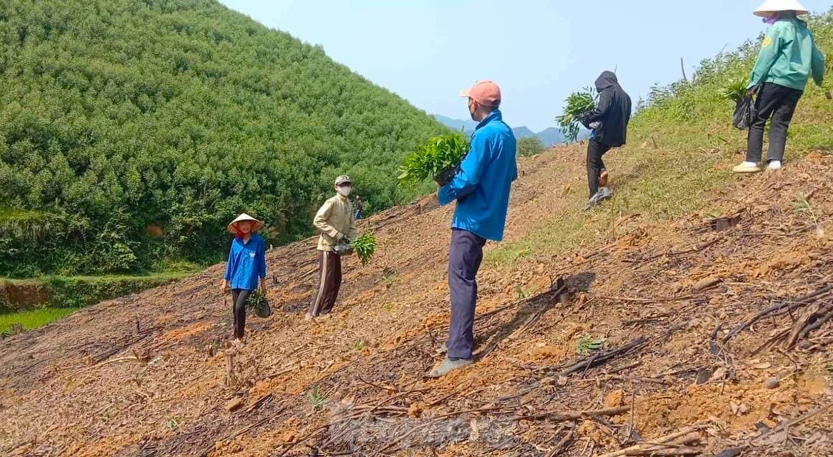 Đoàn viên thanh niên giúp gia đình khó khăn trồng hàng vạn cây trên rừng ảnh 4