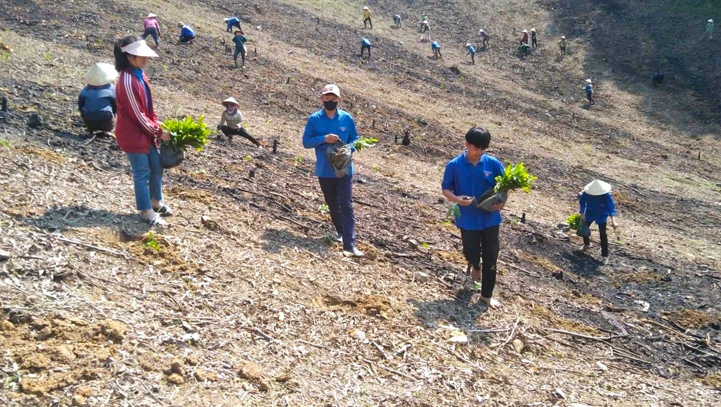 Đoàn viên thanh niên giúp gia đình khó khăn trồng hàng vạn cây trên rừng ảnh 6