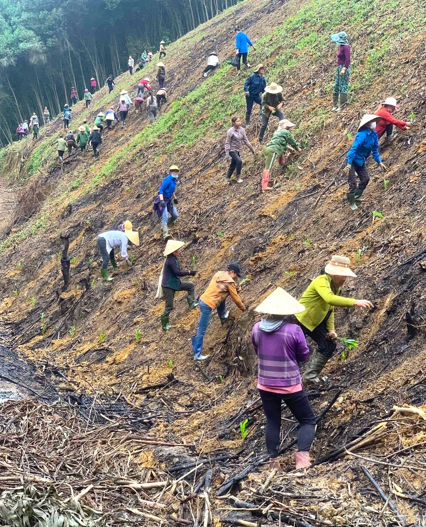 Đoàn viên thanh niên giúp gia đình khó khăn trồng hàng vạn cây trên rừng ảnh 11