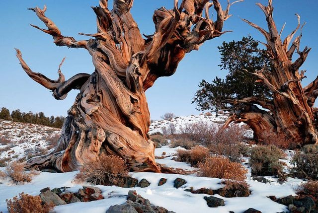 Khu rừng Ancient Bristlecone Pine nằm ở độ cao 3km so với mực nước biển trong vùng cao nguyên California thuộc Rừng Quốc gia Inyo. Đây là nơi sinh sống của một số cây có tuổi thọ lớn nhất trên Trái Đất. Trong đó có cây Methuselah – mang hình dáng xoắn khác thường – ước tính đã trên 4.840 năm tuổi. Ảnh Pngtree