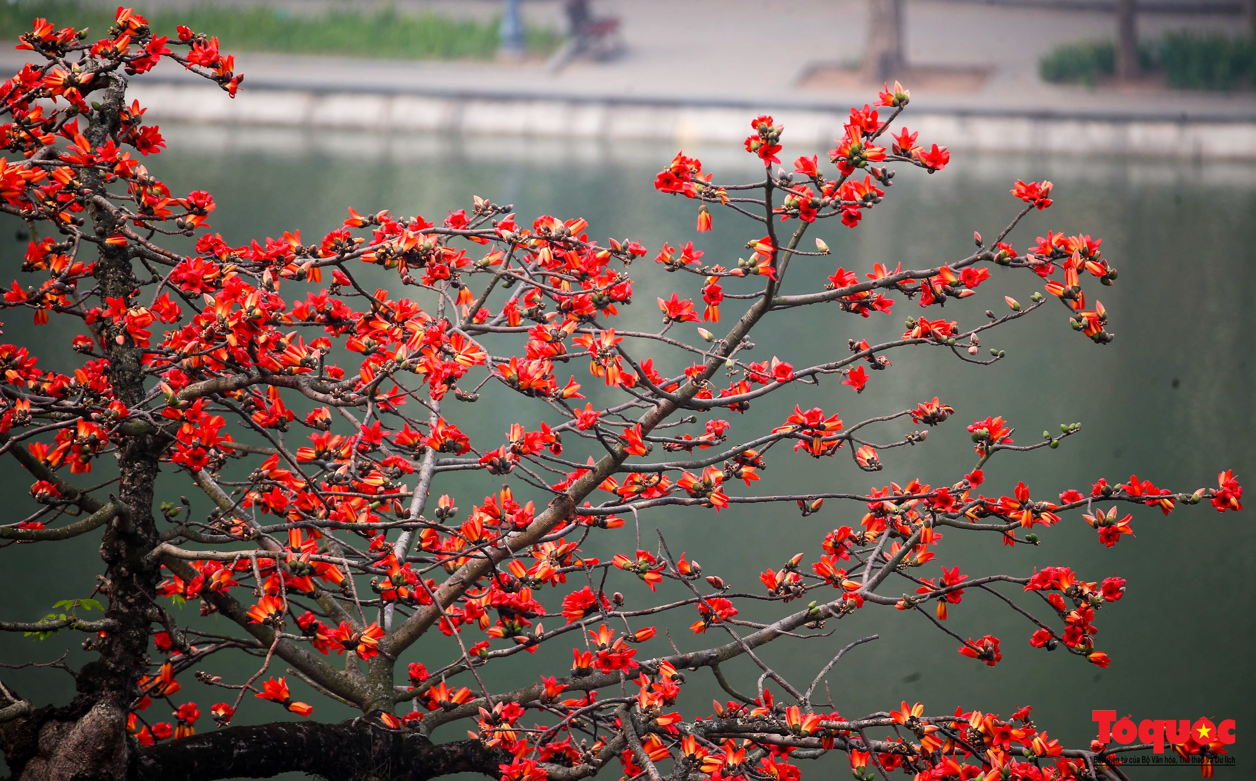 Mùa hoa gạo trong phố - Ảnh 2.