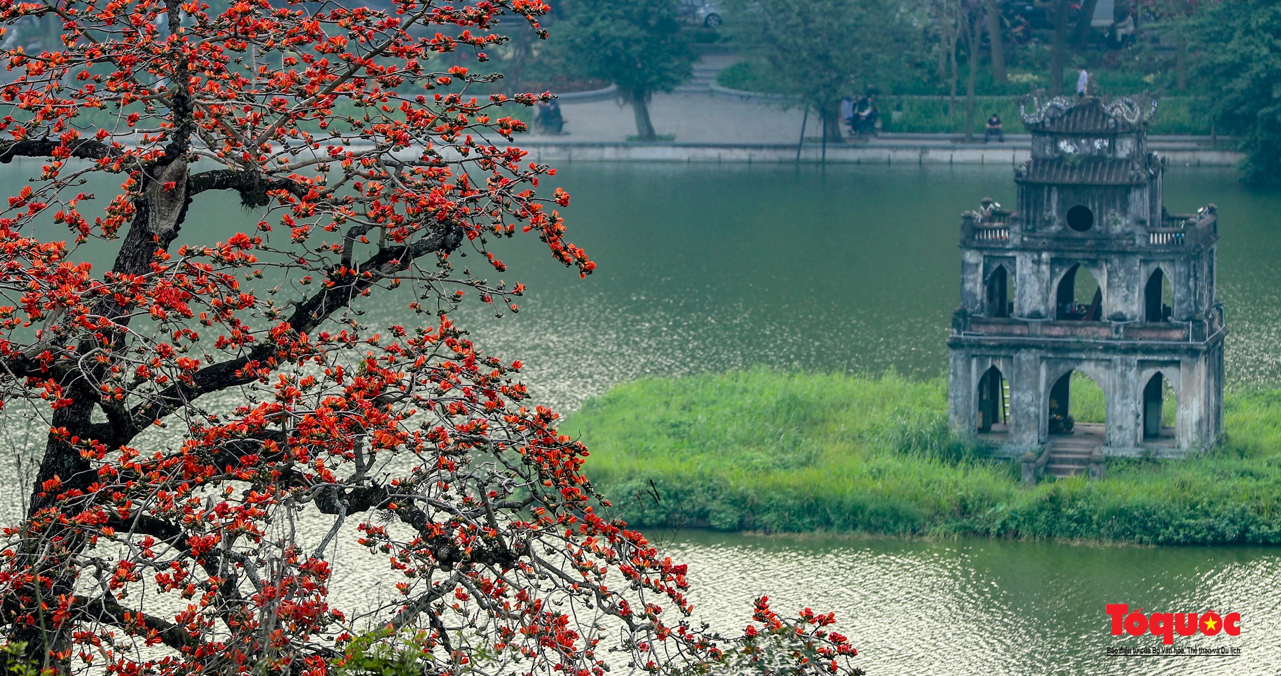 Mùa hoa gạo trong phố - Ảnh 4.