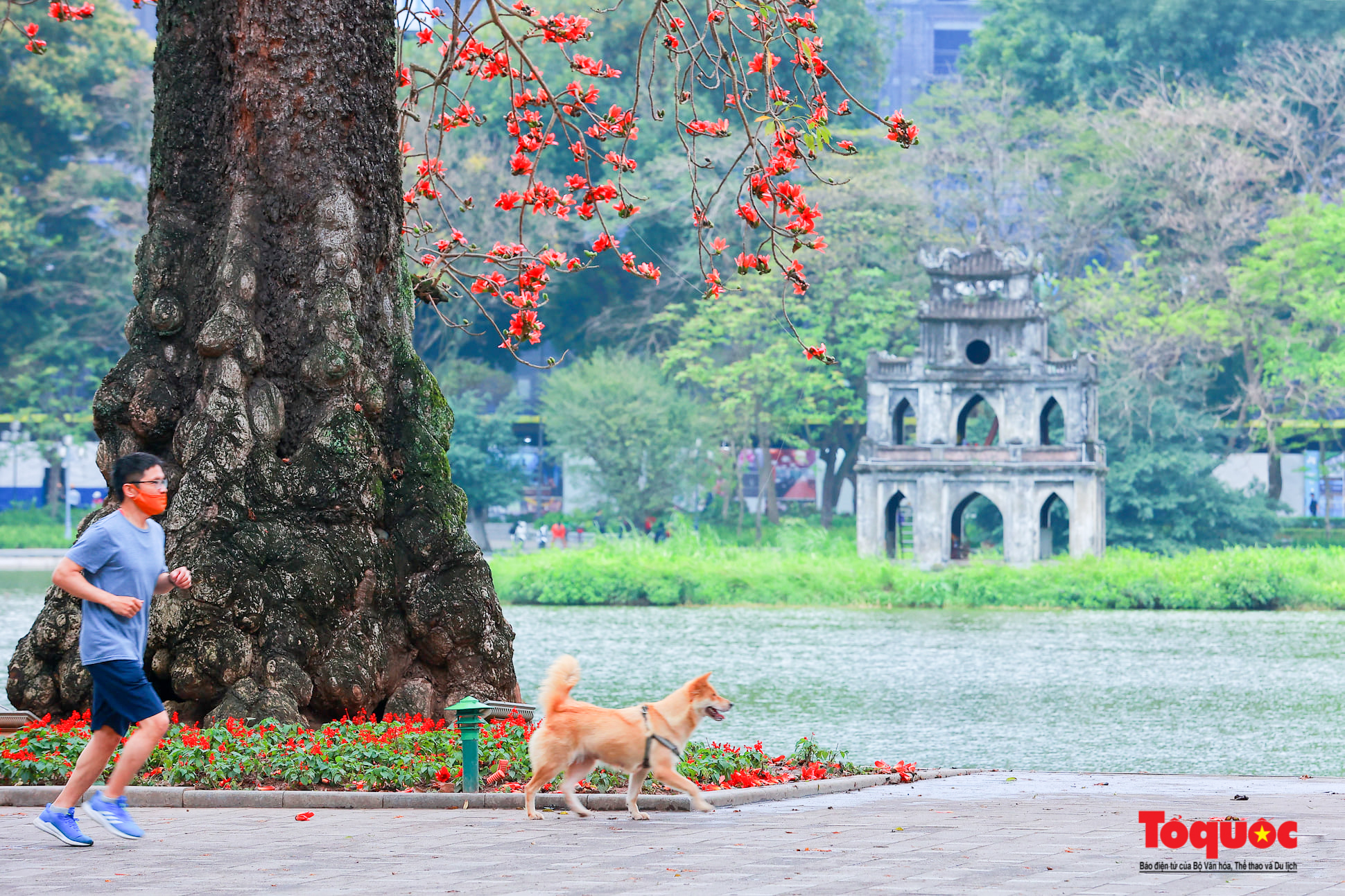 Mùa hoa gạo trong phố - Ảnh 7.