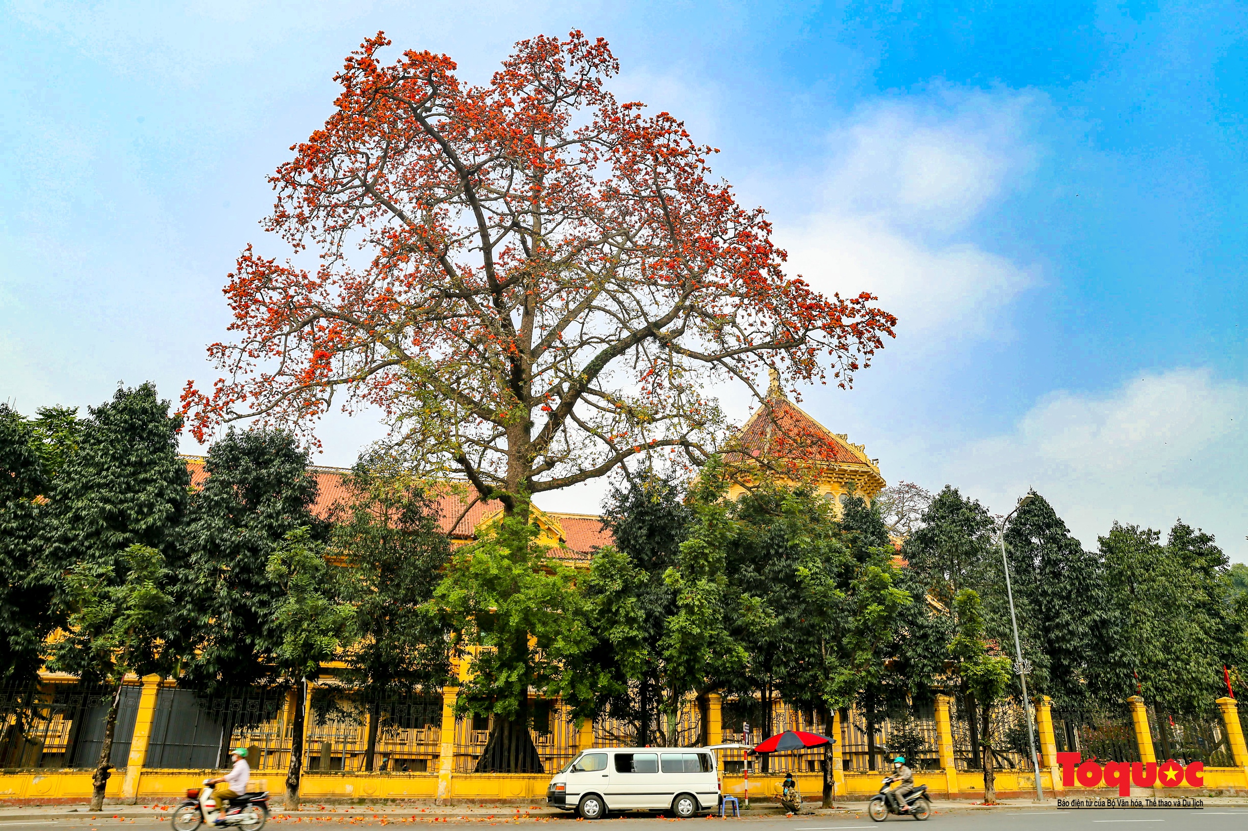 Mùa hoa gạo trong phố - Ảnh 12.