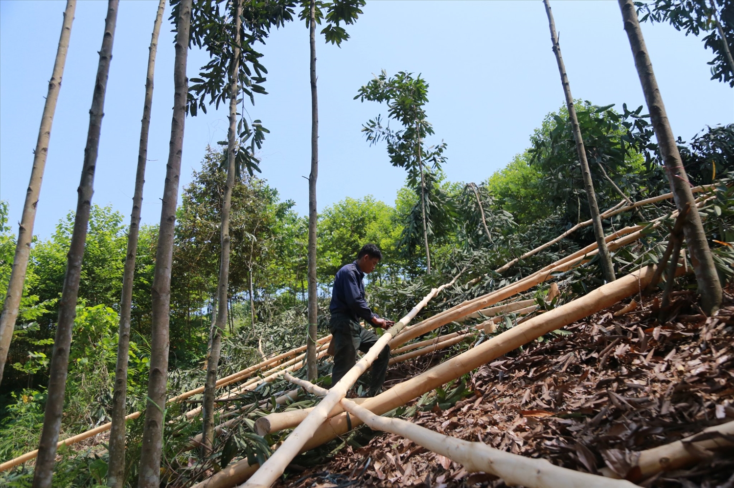 Quế là một trong những cây trồng chủ lực ở Bảo Yên