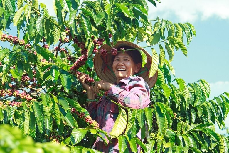 Giá cà phê xuất khẩu suy yếu nhẹ do lực bán kỹ thuật