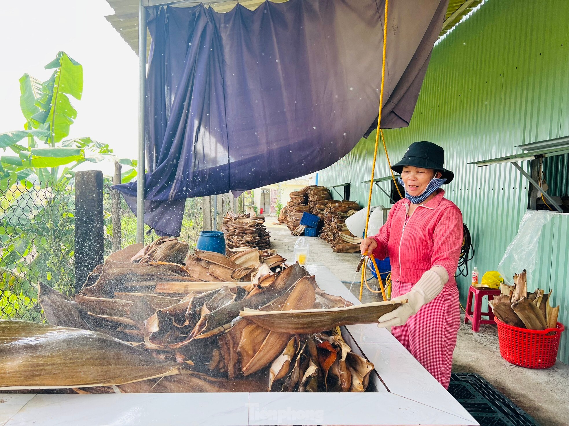 Biến phế phẩm mo cau thành hàng xuất khẩu ảnh 6