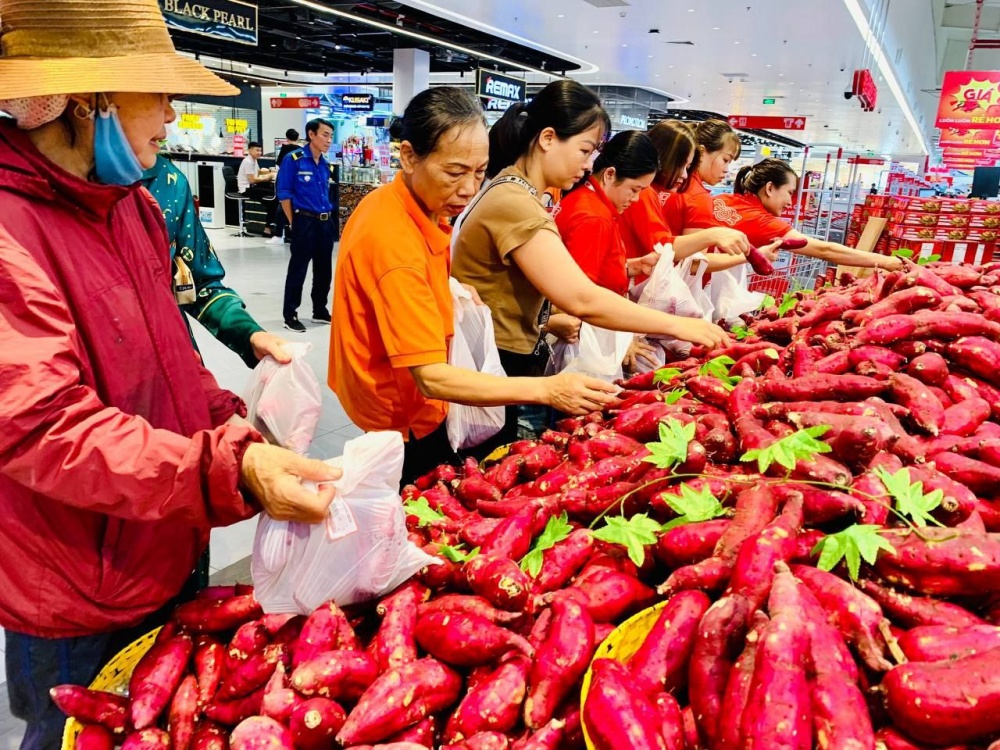 Người trồng khoai lang đối mặt nguy cơ thua lỗ nặng