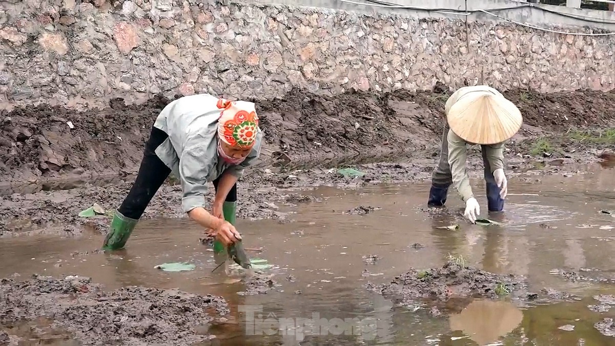 Hàng nghìn mầm sen Bách Diệp được trồng khôi phục tại Hồ Tây như thế nào? ảnh 9