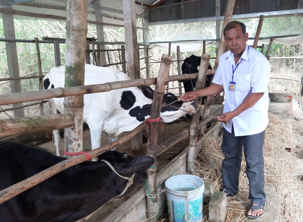 Anh Kiên Như, ấp Đôn Chụm, xã Tân Sơn, huyện Trà Cú, chăm sóc đàn bò từ nguồn vốn vay theo Nghị định số 28/2022/NĐ - CP của Chính phủ về chính sách tín dụng ưu đãi thực hiện Chương trình MTQG 1719. Ảnh: Hữu Lợi.