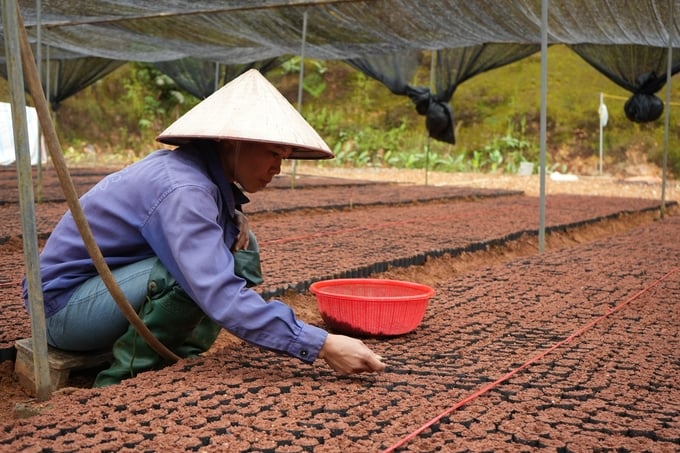 Việc lựa chọn hạt giống quế chất lượng, có nguồn gốc là khâu quan trọng để có cây giống chất lượng. Ảnh: Thanh Tiến.