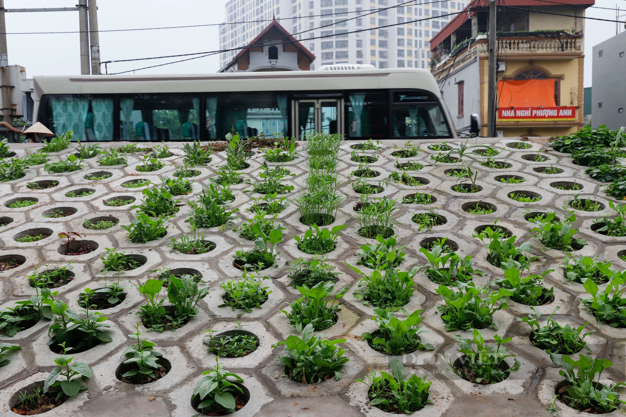 Những luống rau xanh 