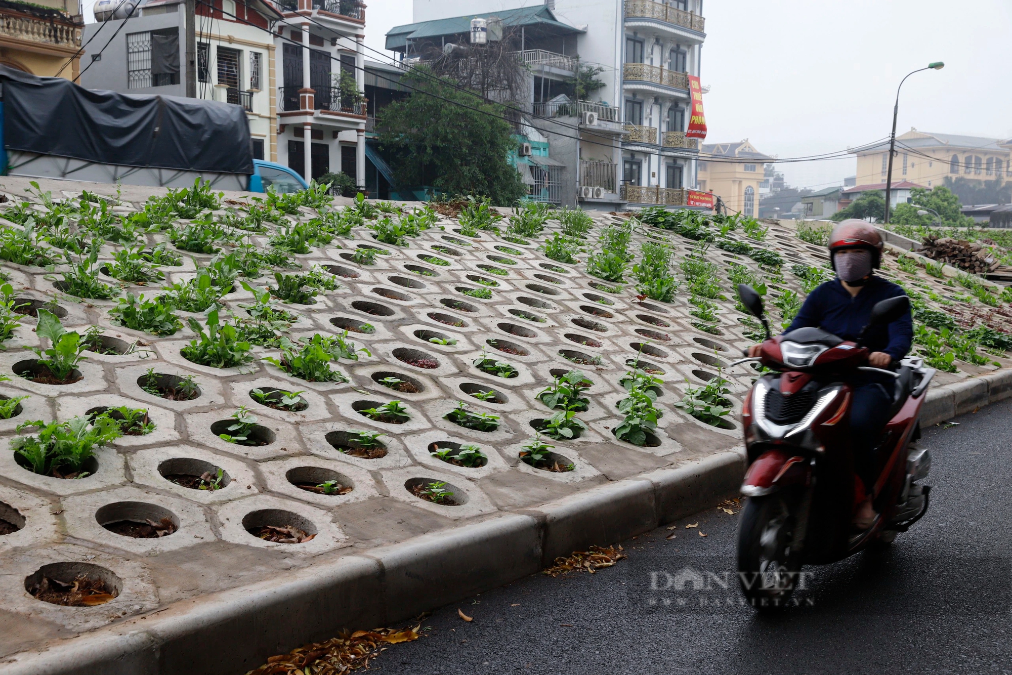 Những luống rau xanh 