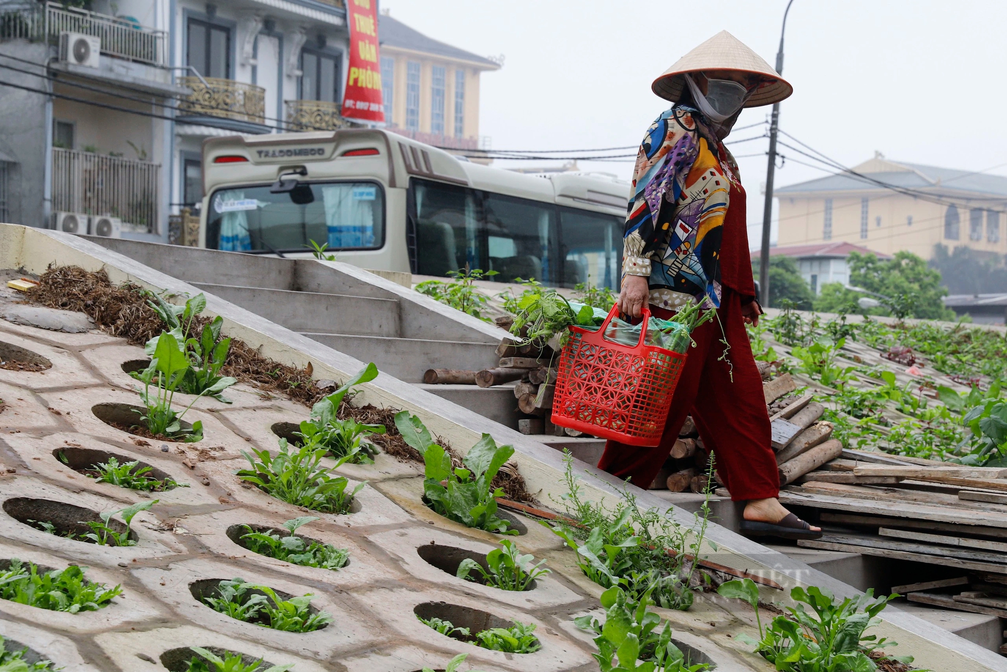 Những luống rau xanh 